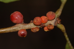 Kokkocynips imbricariae