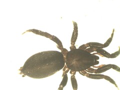 Zelotes petrensis