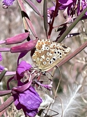 Polyommatus coridon