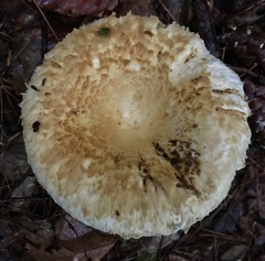 Lactifluus deceptivus
