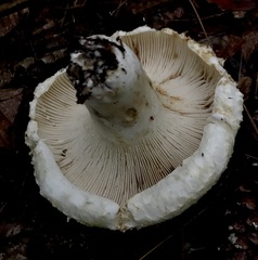 Lactifluus deceptivus