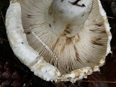 Lactifluus deceptivus