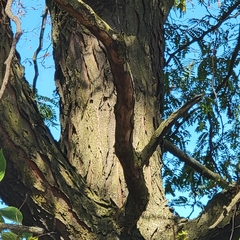 Fomitiporia punctata