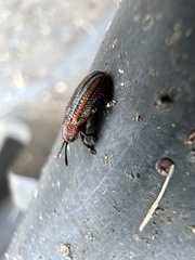 Microrhopala vittata