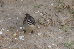 Emberiza capensis capensis