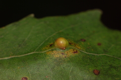Harmandiola