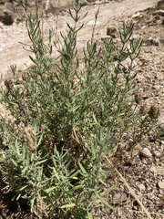 Lavandula stoechas stoechas