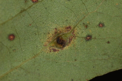 Harmandiola