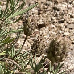 Lavandula stoechas stoechas