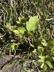 Crataegus phaenopyrum
