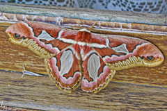 Rothschildia jacobaeae