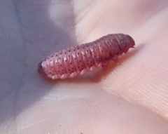 Cryptophlebia ombrodelta