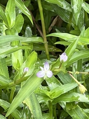 Murdannia keisak