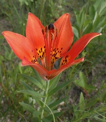 Lilium philadelphicum
