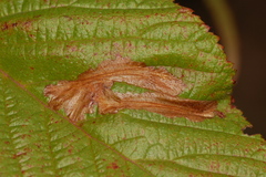 Coptotriche aenea