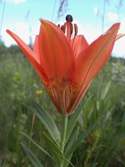 Lilium philadelphicum