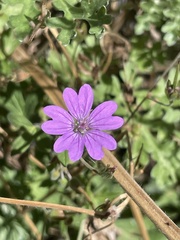 Geranium pyrenaicum