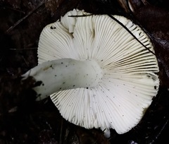 Russula claroflava
