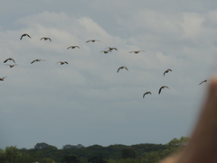 Amazonetta brasiliensis