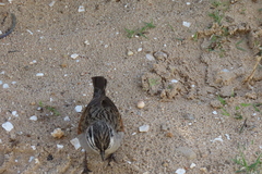 Emberiza capensis capensis