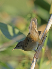 Locustella luscinioides