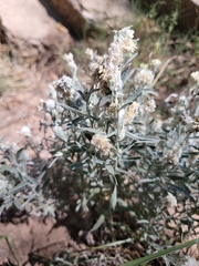 Krascheninnikovia lanata