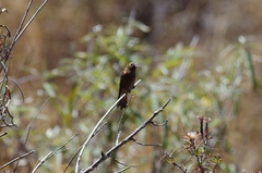 Aglaeactis cupripennis