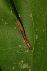 Caloptilia