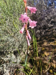 Watsonia