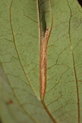 Caloptilia