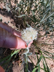 Krascheninnikovia lanata