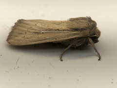 Leucania phragmitidicola