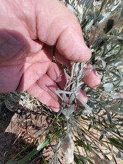 Krascheninnikovia lanata