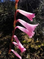 Watsonia