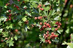Crataegus