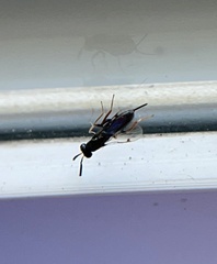 Torymidae