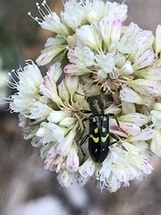 Trichodes ornatus