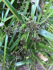 Scirpus microcarpus