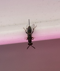Torymidae