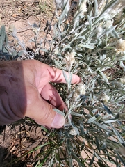 Krascheninnikovia lanata