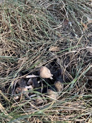 Coprinellus micaceus