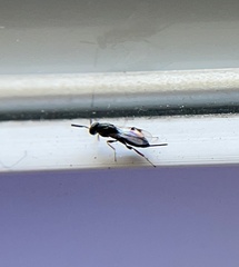 Torymidae