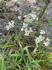 Parthenium integrifolium