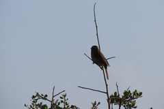 Emberiza capensis capensis