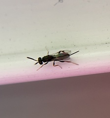 Torymidae