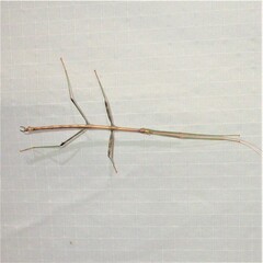 Diapheromera femorata