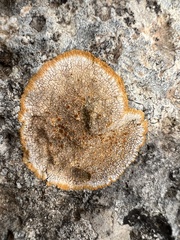 Variospora