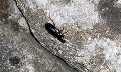 Loboptera canariensis