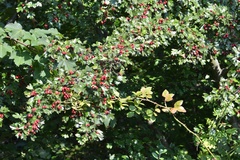 Crataegus