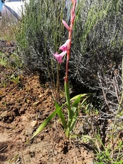 Watsonia